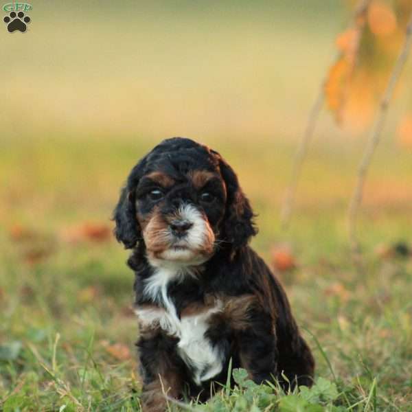 Janna, Cavapoo Puppy