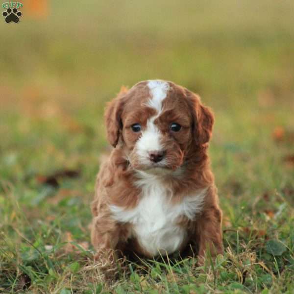 Jaylie, Cavapoo Puppy