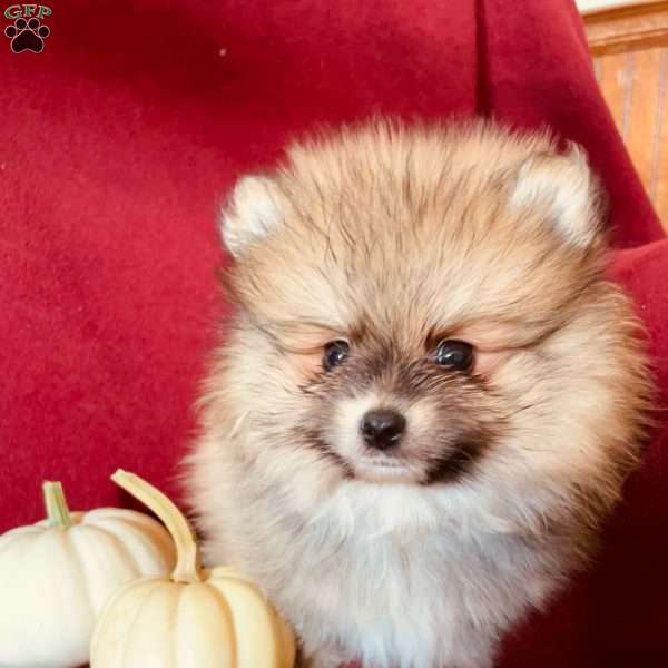 Orlando, Pomeranian Puppy