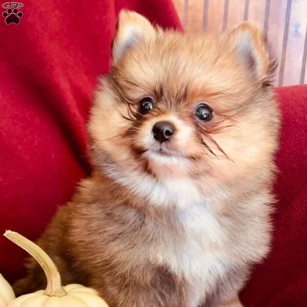 Orion, Pomeranian Puppy