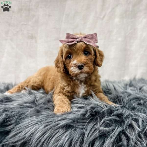 Bradley, Cavapoo Puppy