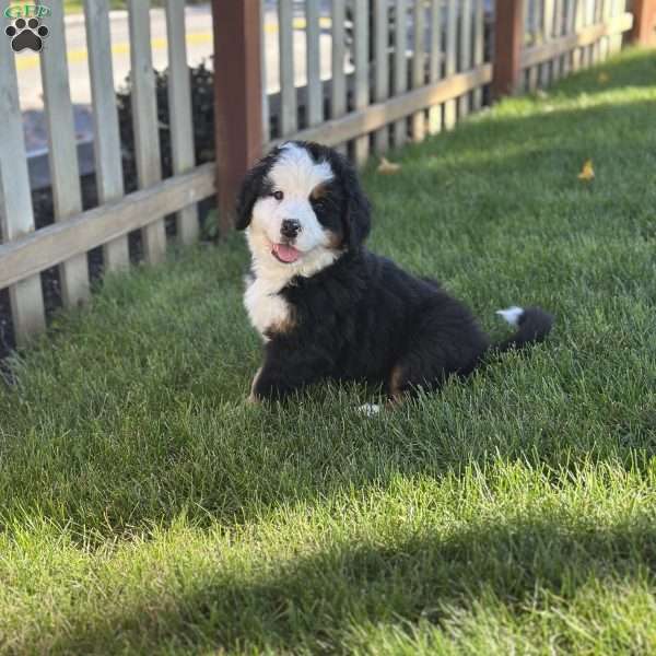 Delilah, Bernese Mountain Dog Puppy