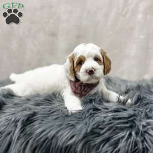 Banks, Cavapoo Puppy