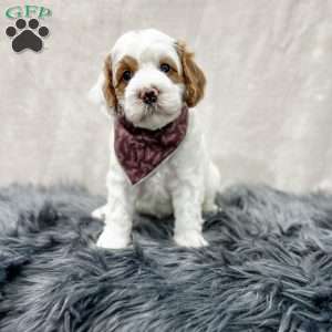 Banks, Cavapoo Puppy