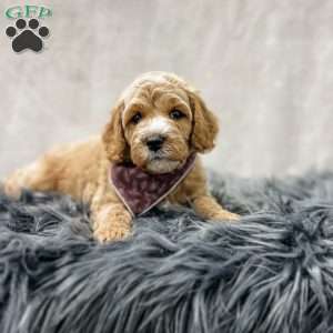 Baron, Cavapoo Puppy