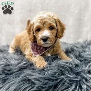 Baron, Cavapoo Puppy