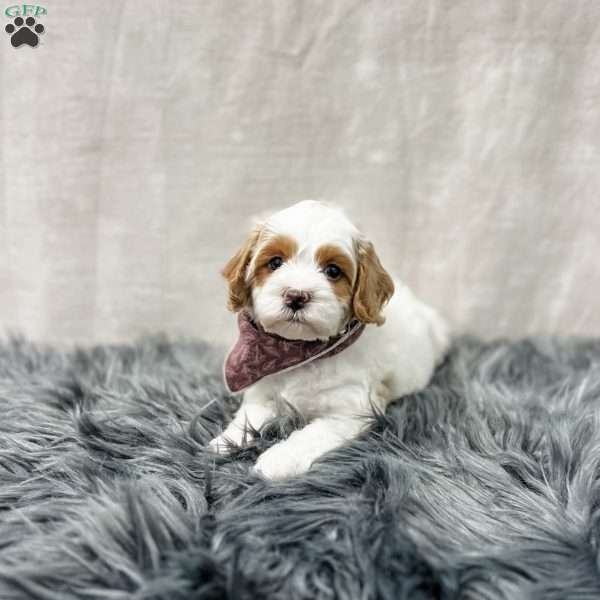 Blaine, Cavapoo Puppy