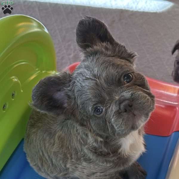 Georgie, French Bulldog Puppy