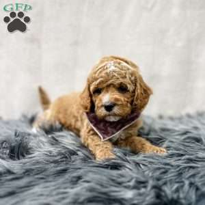 Bo, Cavapoo Puppy