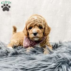 Bo, Cavapoo Puppy