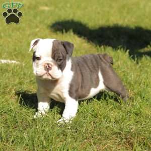 Patches, English Bulldog Puppy