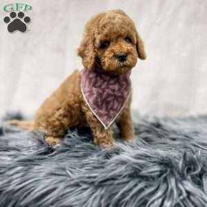 Bennet, Cavapoo Puppy