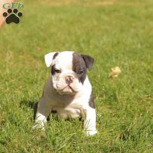 Patches, English Bulldog Puppy