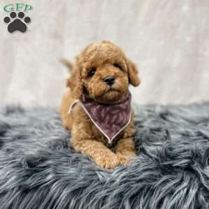 Bennet, Cavapoo Puppy