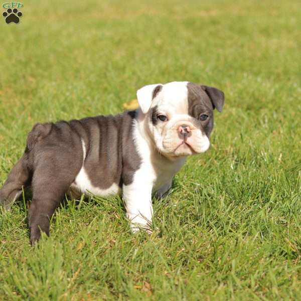 Patches, English Bulldog Puppy