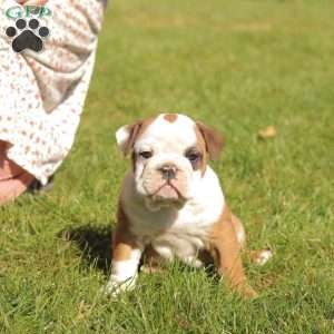 Pooch, English Bulldog Puppy