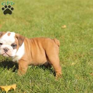 Pooch, English Bulldog Puppy