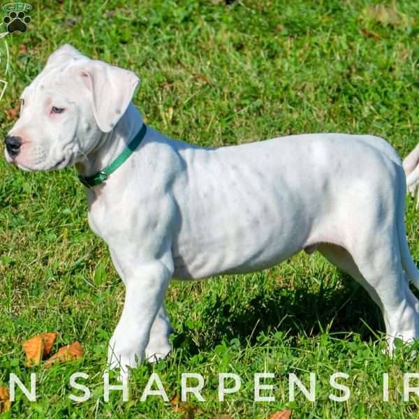 Toro, Dogo Argentino Puppy