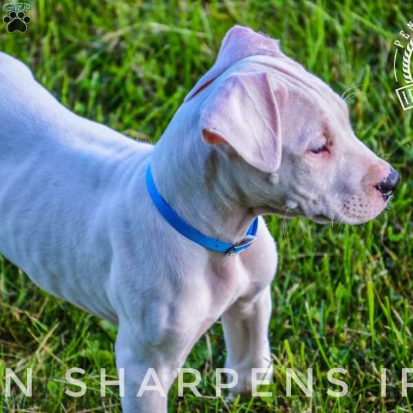 Azul, Dogo Argentino Puppy