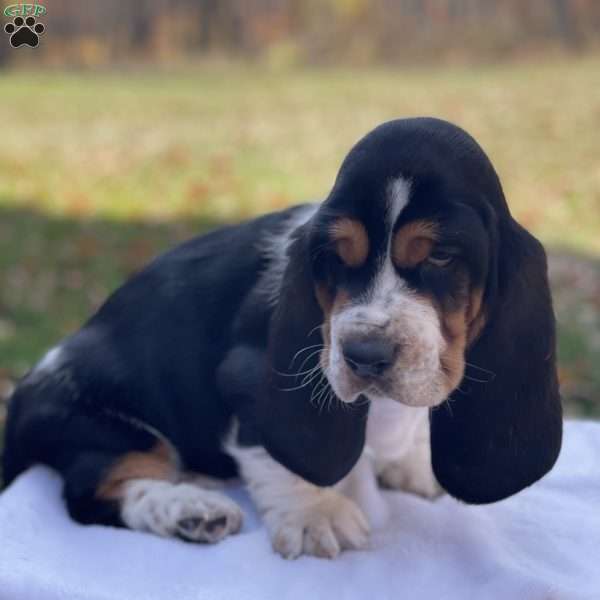 Buster, Basset Hound Puppy