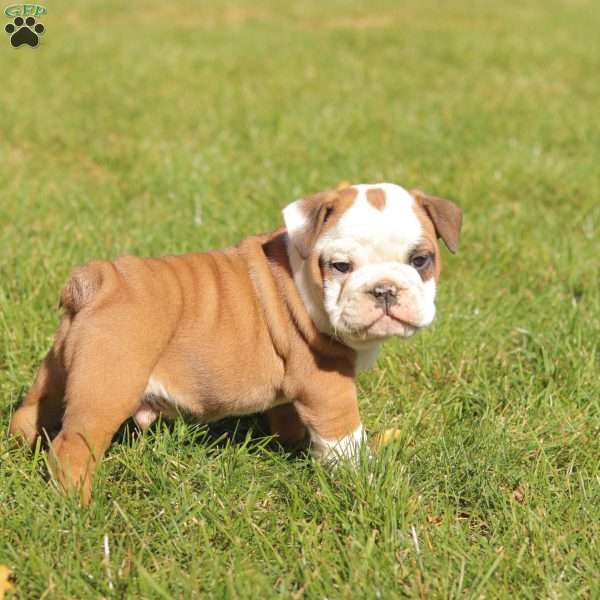 Pooch, English Bulldog Puppy