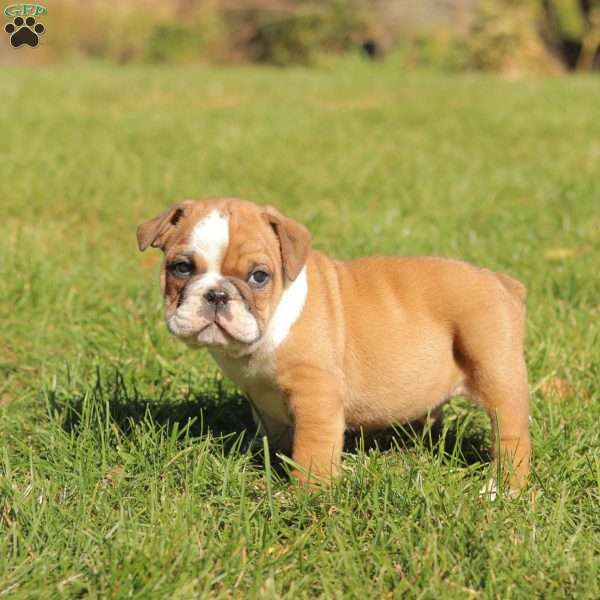 Paws, English Bulldog Puppy