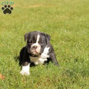 Pudge, English Bulldog Puppy