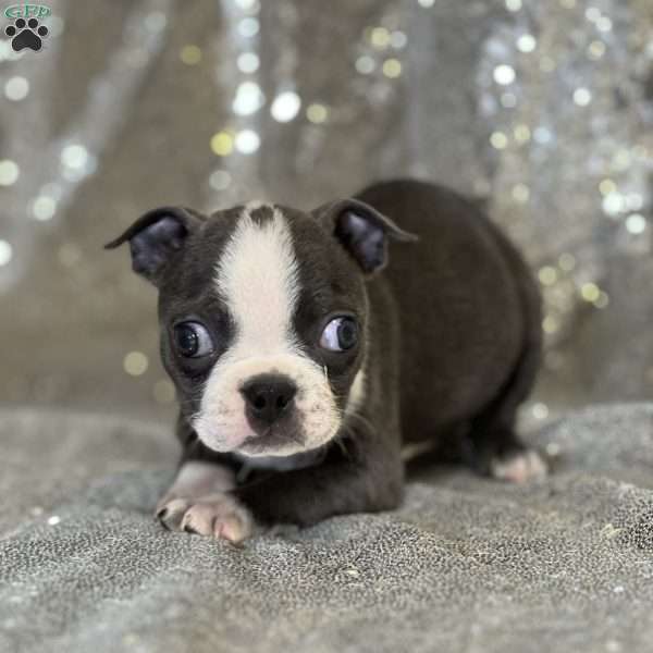 Janine, Boston Terrier Puppy