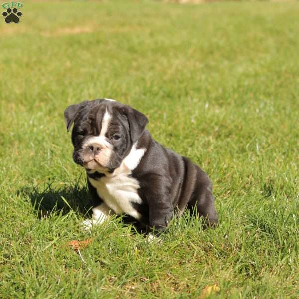 Pudge, English Bulldog Puppy