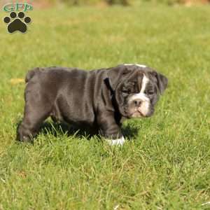 Pudge, English Bulldog Puppy