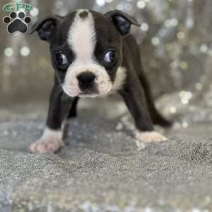 Janine, Boston Terrier Puppy