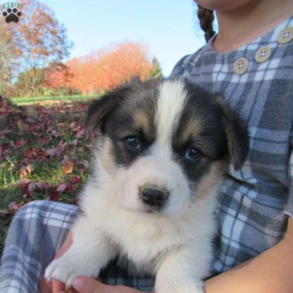 Cooper, Pembroke Welsh Corgi Puppy