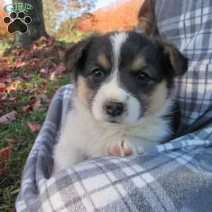 Chris, Pembroke Welsh Corgi Puppy