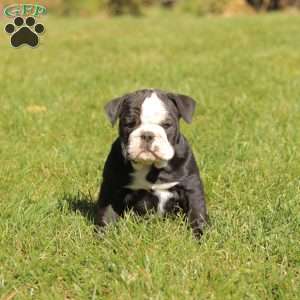 Princess, English Bulldog Puppy