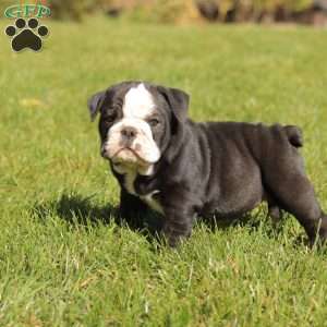 Princess, English Bulldog Puppy