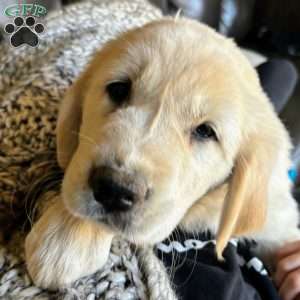 Penny, Golden Retriever Mix Puppy