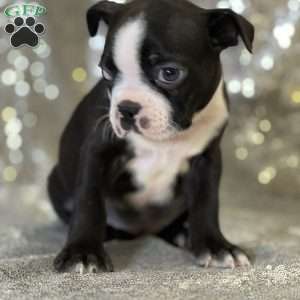 Jane, Boston Terrier Puppy