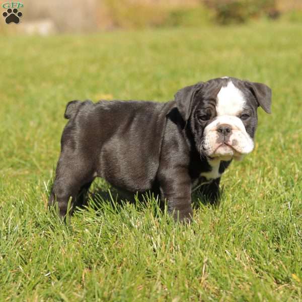 Princess, English Bulldog Puppy