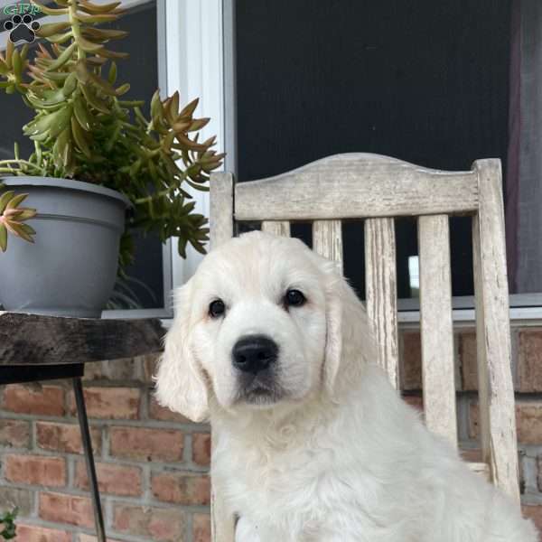 Theo, English Cream Golden Retriever Puppy