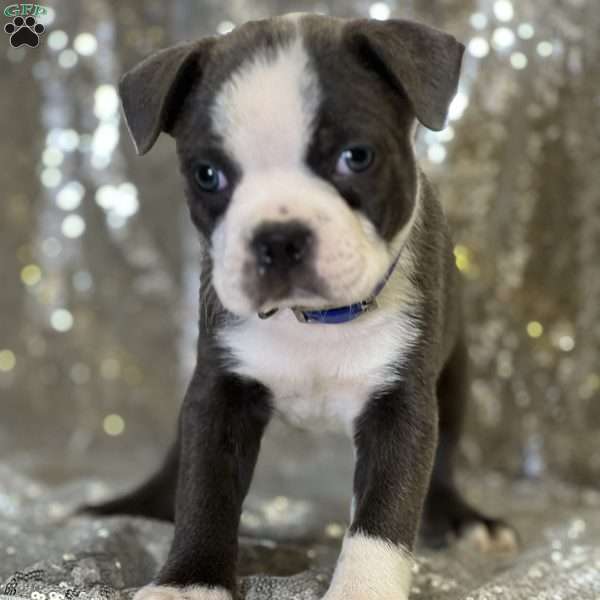 Jake, Boston Terrier Puppy