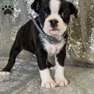 John, Boston Terrier Puppy