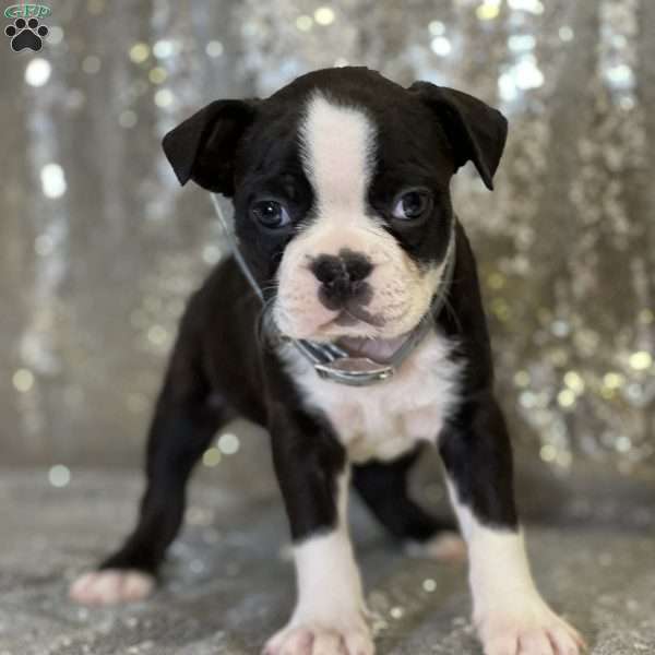 John, Boston Terrier Puppy