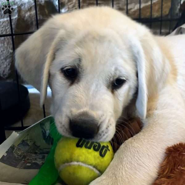 Einstein, Golden Retriever Mix Puppy