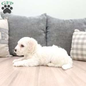 Leo, Bichon Frise Puppy