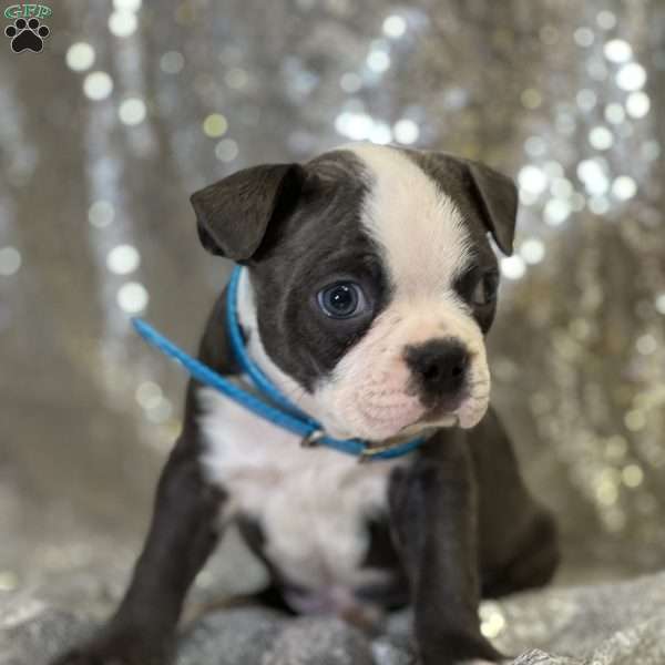 Jeff, Boston Terrier Puppy