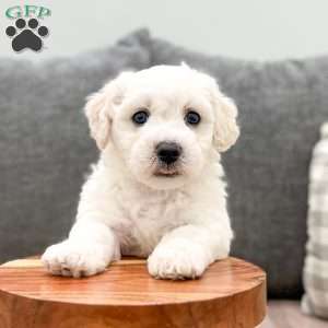 Leo, Bichon Frise Puppy