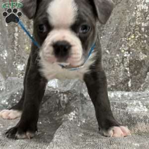 Jeff, Boston Terrier Puppy