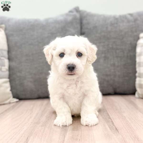 Leo, Bichon Frise Puppy