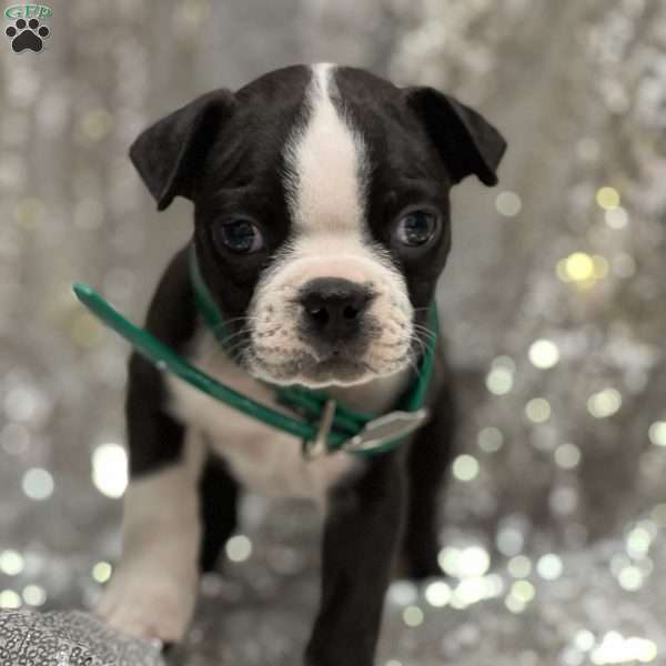 Joe, Boston Terrier Puppy