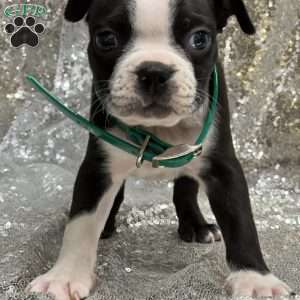 Joe, Boston Terrier Puppy